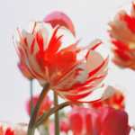 writerecovery our stories can save us