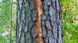 The Healing Power of Poetry