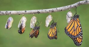 Radical Revision: Get Your Poems Published