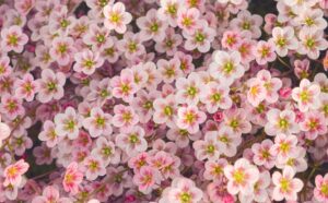 Thirty Tiny Stories In Thirty Days