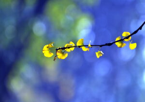 Sacred Vision: Writing Spiritual Poetry