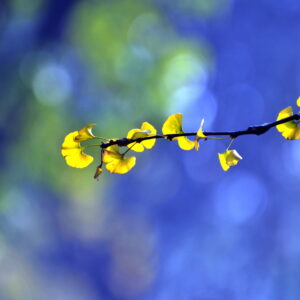 Sacred Vision: Writing Spiritual Poetry