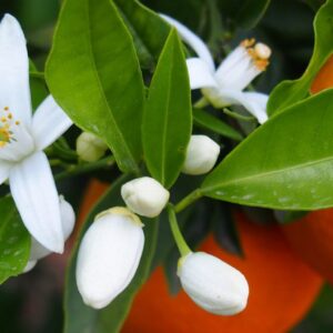 scent writing course