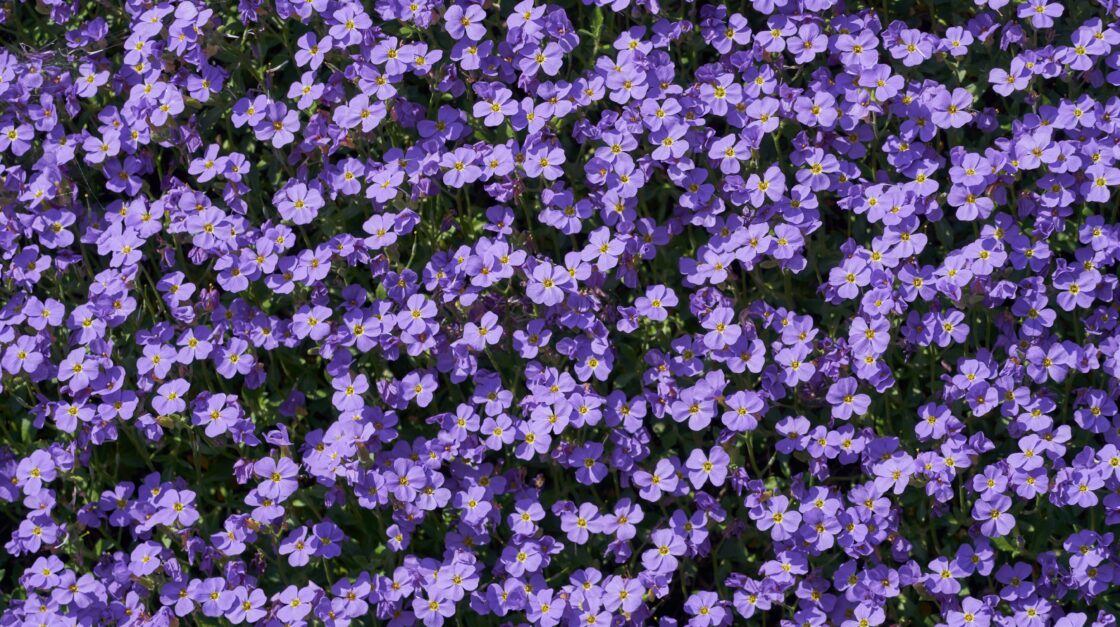 emotional evolution in the color purple