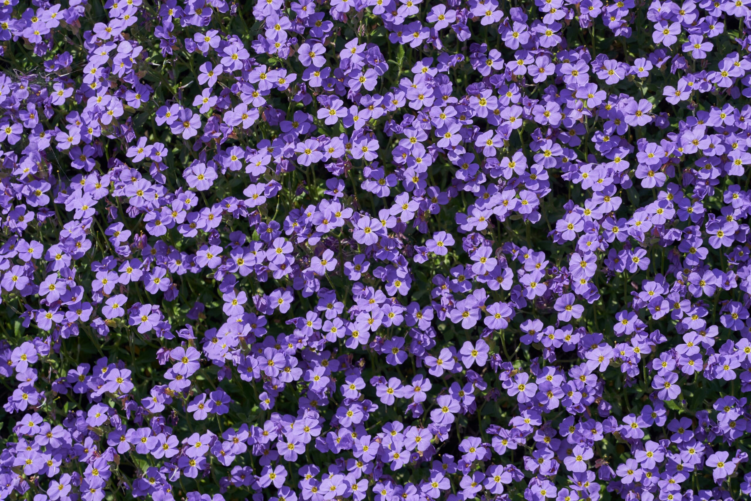 emotional evolution in the color purple
