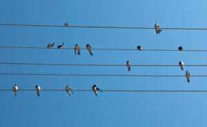 I Walk the Line: Lines, Stanzas, and the Music of Poetry