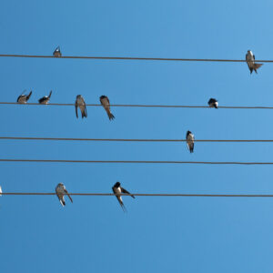 I walk the line poetry course