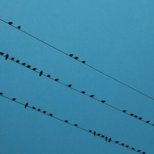 I Walk the Line: Lines, Stanzas, and the Music of Poetry writing course