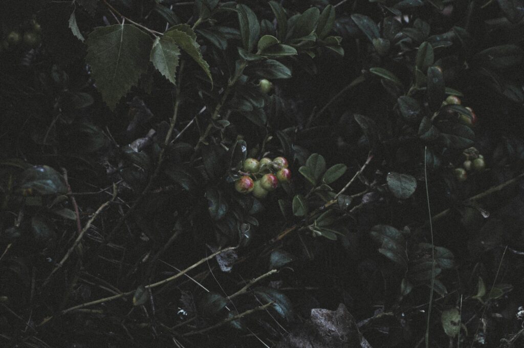what is an elegy poem?