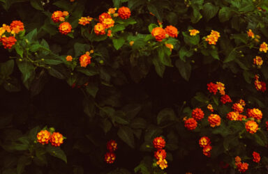 Life Writing: Explore Your Lived Experience in Prose writing course