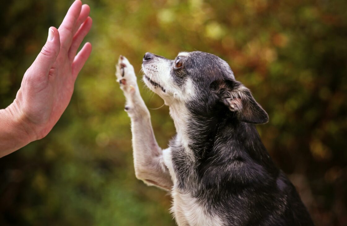 Old Dogs, New Tricks: Modern Takes on Formal Poetry Online Writing Course