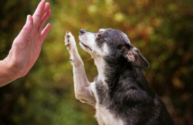 Old Dogs, New Tricks: Modern Takes on Formal Poetry Online Writing Course