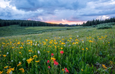 When I Behold: Writing Nature Poetry online writing course